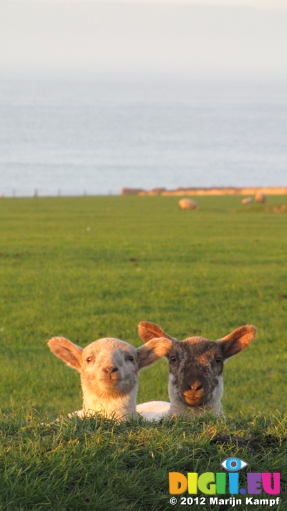 SX21917 Two lambs in morning sun